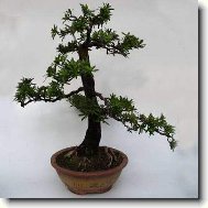 Podocarpus