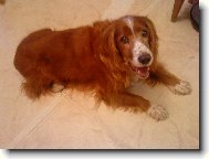 English Springer Spaniel