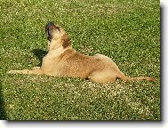 Fila Brasileiro