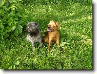 Griffon belge, Belgian Griffon