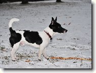 Jack Russell Terrier