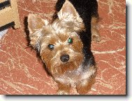 Jorkrsk terier, Yorkshire Terrier,