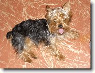 Jorkrsk terier, Yorkshire Terrier,