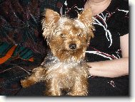 Jorkrsk terier, Yorkshire Terrier,