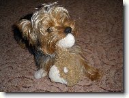 Jorkrsk terier, Yorkshire Terrier,