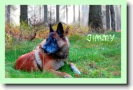 Belgian shepherd malinois \\\\\\\\\\\\\\\\\\\\\(Dog standard\\\\\\\\\\\\\\\\\\\\\)