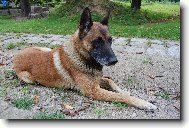 Belgian shepherd malinois \(Dog standard\)