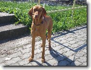 Hungarian Vizsla, Hungarian Pointer