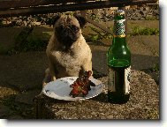 Pug \(Dog standard\)