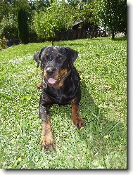 Rottweiler