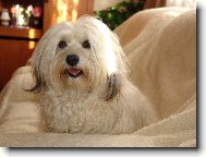 Bichon Havanais, Havanese