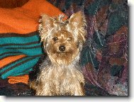 Jorkrsk terier, Yorkshire Terrier,