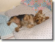 Jorkrsk terier, Yorkshire Terrier,