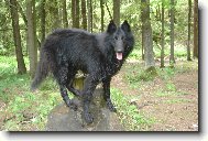 Belgian shepherd dog \(Dog standard\)