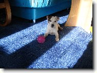 Jack Russell Terrier