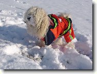 Bichon Havanais, Havanese