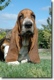 Basset Hound