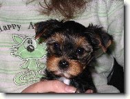 Jorkrsk terier, Yorkshire Terrier,