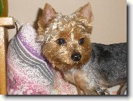 Jorkrsk terier, Yorkshire Terrier,