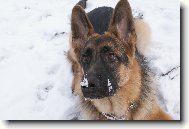 German Shepherd Dog