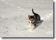 Alaskan malamute \(Dog standard\)