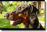 Dobermann \(Dog standard\)