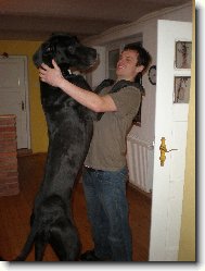 Great dane \(Dog standard\)