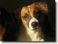 Jack Russell Terrier