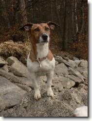 Jack Russell Terrier