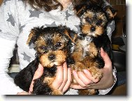 Jorkrsk terier, Yorkshire Terrier,