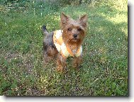 Jorkrsk terier, Yorkshire Terrier,