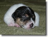 Jack Russell Terrier