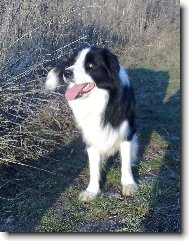 Border Collie