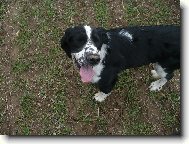 English Springer Spaniel