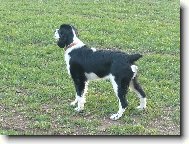 English Springer Spaniel