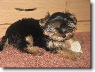 Jorkrsk terier, Yorkshire Terrier,