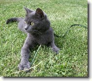 Chartreux cat