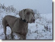 Weimaraner \(Dog standard\)