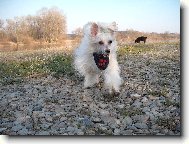 Chinese Crested Dog