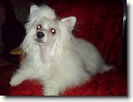 Chinese Crested Dog