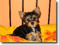 Jorkrsk terier, Yorkshire Terrier,