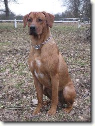 Rhodesian Ridgeback