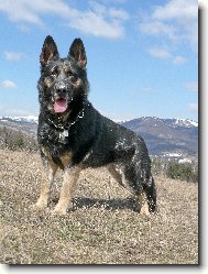 German Shepherd Dog