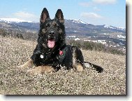 German Shepherd Dog