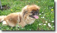 Pekingese, Pekinese, Peking Palasthound