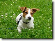 Jack Russell Terrier