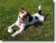 Jack Russell Terrier