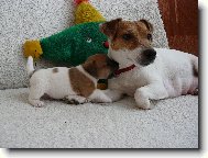 Jack Russell Terrier