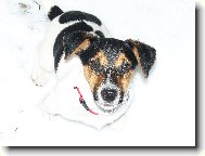 Jack Russell Terrier