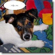 Jack Russell Terrier